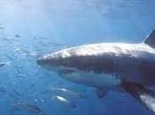Senigallia: squalo mare