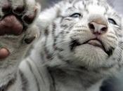 Nato Baghdad cucciolo tigre bianca [Video]