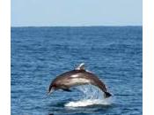 Branco delfini avvistato largo Pesaro (foto)
