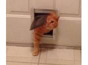 Gatto chili incastra nella gattaiola (Video)