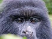 petrolio parco Virunga