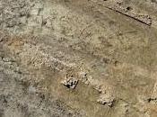 Scoperto granaio medioevale Inghilterra