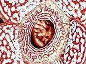 Raflesia