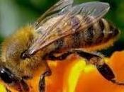 Orbassano Punto insetto Massimo Zorzi muore dopo giorni agonia