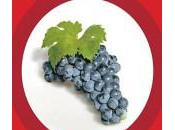 Mandrarossa Wineyard Tour 2013