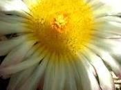 Astrophytum
