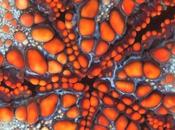Patternprints journal vacanza patterns textures stelle marine pinterest