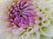 Dahlia