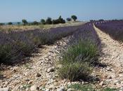 Provenza, sulla strada della lavanda