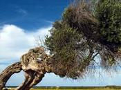 Smascherata “legge taglia ulivi” della Regione Puglia