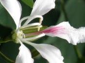 Bauhinia Corniculata