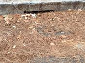 facciamo vedere anteprima perché, anche oggi questa pioggia, città allagherà come manco l'ultima delle megalopoli quarto mondo