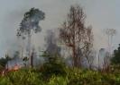 incendi tornano infuriare Indonesia