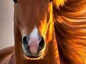 Haiku della bellezza.