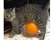 Gatto cammina palloncino attaccato allo stomaco (Video)