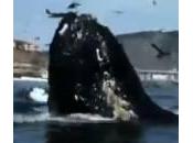 Balena metri sorprende coppia canoisti (Video)
