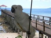 Viaggi Indonesia: Cacatua alba