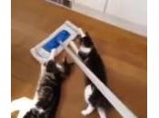 gatti casalinghi puliscono casa swiffer (Video)