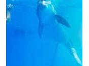 Usa, bimbo otto anni delfino nuotano insieme protesi (video)