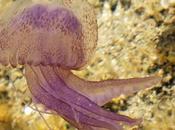 Meduse: belle pericolose