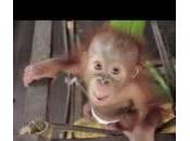 Rickina, baby orangutan indossa pannolino (video)