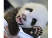 gemelli panda nati allo Atlanta