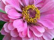 Zinnia