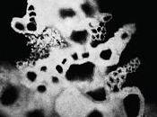 Fiorella fontana rerum natura