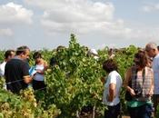comunicatori alla scoperta vitigni dimenticati della Sicilia
