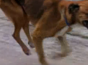 Argo, cane cammina solo zampe anteriori trovato casa [Video]