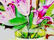 PicMonkey flower declinations
