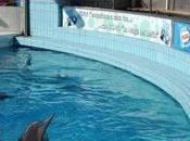 anche delfini