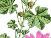 Erbe spontanee: malva