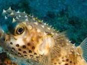 Blobfish Blowfish: differenze