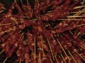 Crociati vegani alla guerra santa degli arrosticini