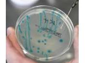 Scoperti batteri resistenti agli antibiotici: allerta