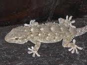 geco