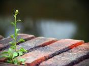 Quando prigione nasce filo d'erba