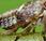 L'insetto inventò l'ingranaggio: Issus coleoptratus