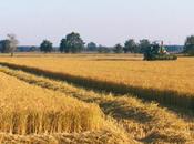 Eventi Milano: Agricoltura Milano Festival ottobre