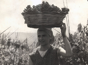 Ftsemib: della vendemmia