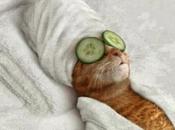 know (ovvero, ditemi cosa fare miei capelli dopo aver letto proposte Jean Luois David)