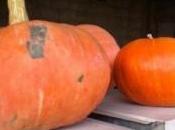 Torta salata zucca, funghi prosciutto