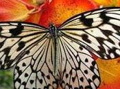 credenza, manca qualcosa illusione. Corso Miracoli.