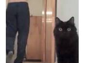 Gatto vede palloncino ipnotizza (Video)