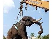 India: caccia all'elefante serial killer