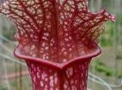 Sarracenia Juthatip Soper