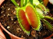 Dionaea Typical trap