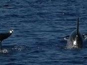 Escursioni Dolphin Watching Research alle Isole Eolie