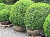 Suggerimenti botanici Chelsea
